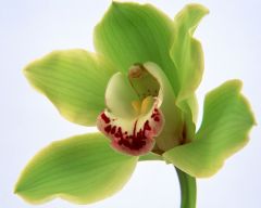 Tapeta Nature Flowers 255.jpg